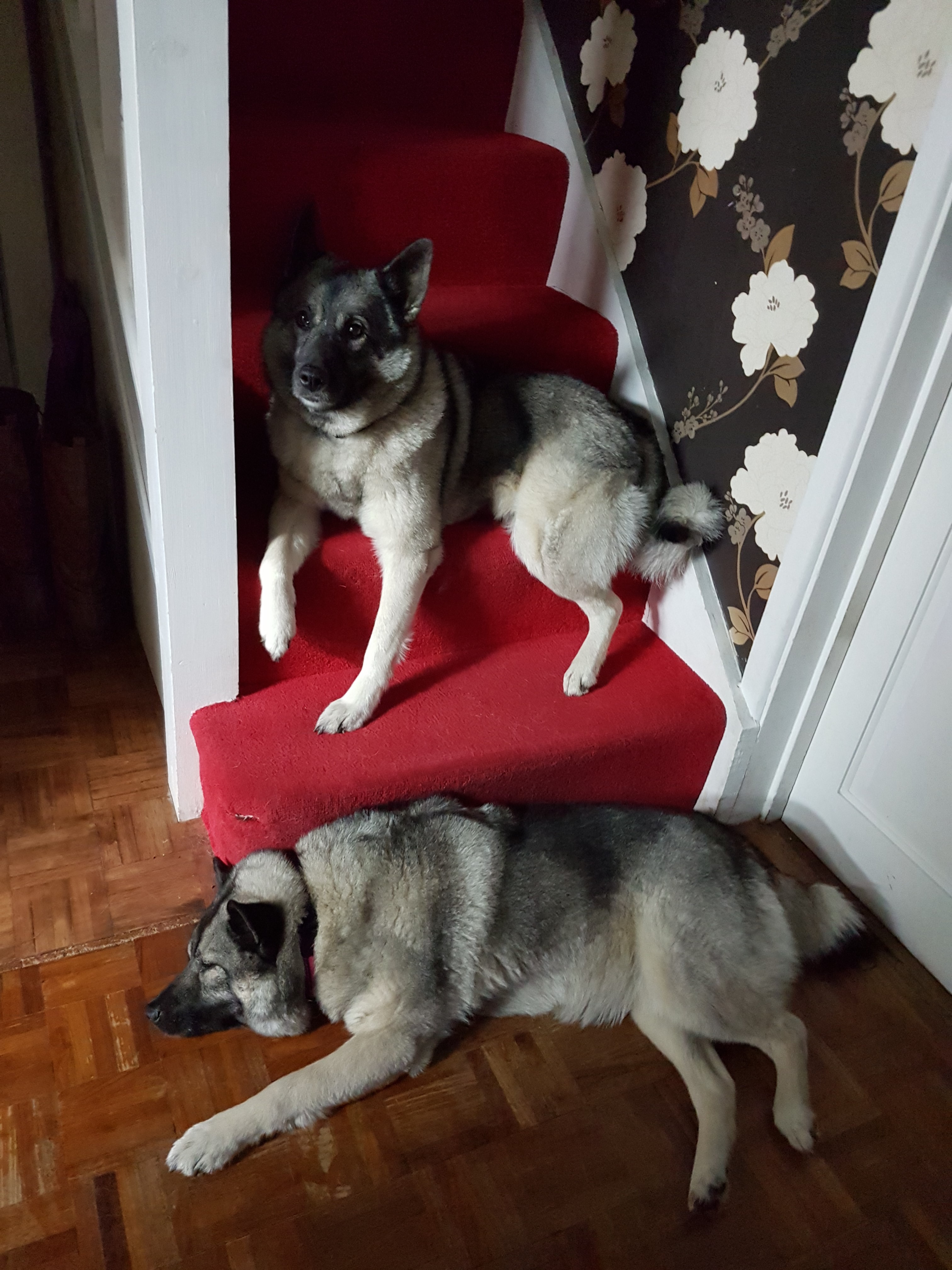 Dogs on Stairs